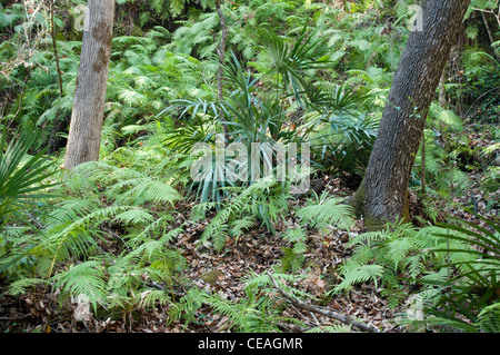 Dunkle grüne Nadel Palme, Rhapidophyllum Hystrix, wachsen wild in des Teufels Millhopper geologischen State Park, Gainesville, Florida Stockfoto