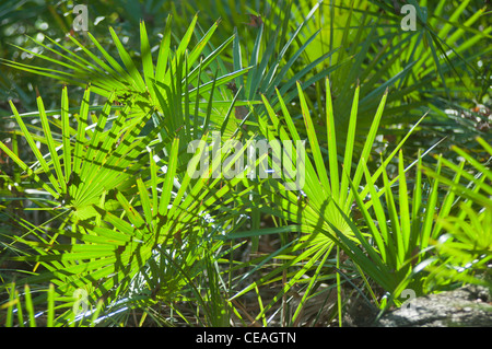 Sägepalme, Serenoa Repens wächst wild in des Teufels Millhopper geologischen State Park, Gainesville, Florida, Vereinigte Staaten von Amerika Stockfoto