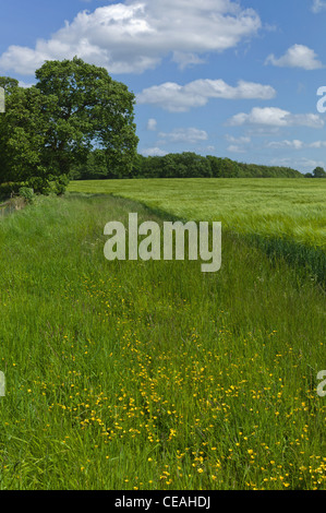 Getreide ernten Landwirtschaft Warwickshire Midlands England uk Stockfoto