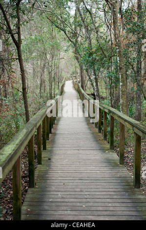 Holzsteg schlängelt sich durch den üppigen Wald im Ichetucknee Springs State Park, Florida, USA. Stockfoto