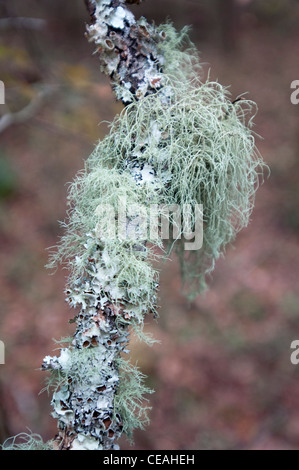 Spanish Moss, Tillandsia Usneoides auf kahle Zypresse, Taxodium Distichum in der Nähe von Santa Fe River, Florida, USA Stockfoto