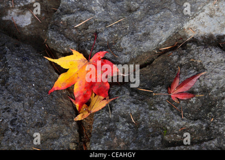 Gefallene Herbstlaub Stockfoto