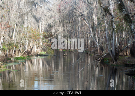 Ichetucknee Fluss im Winter, Ichetucknee Springs State Park, Florida, North America, USA Stockfoto