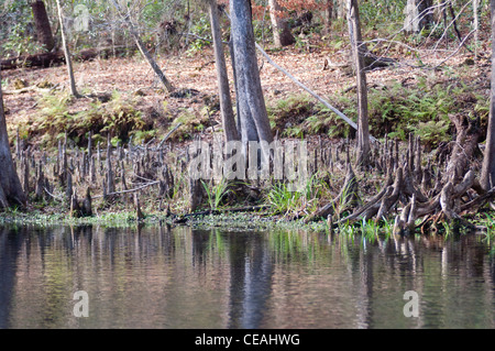 Knie kahle Zypresse, Taxodium Distichum in Ichetucknee Springs State Park, Florida, Vereinigte Staaten Stockfoto