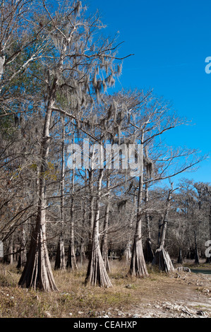 Kahle Zypresse Bäume, Taxodium Distichum in der Nähe von Santa Fe River, Florida, USA, USA Stockfoto