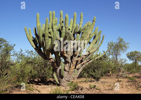 Große Zahnstocher Kaktus (Stetsonia Coryne), Argentinien, Südamerika Stockfoto