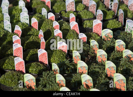 Alpine Saxifraga Arendsii rote Topfpflanzen zum Verkauf Stockfoto