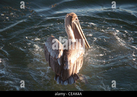 Brauner Pelikan, Pelecanus Occidentalis, auf dem Wasser Golf von Mexiko, Florida, North America, USA Stockfoto