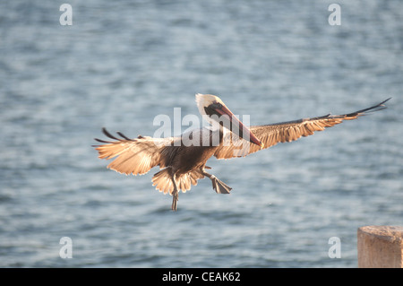 Brauner Pelikan, Pelecanus Occidentalis, fliegen, Florida, North America, USA Stockfoto