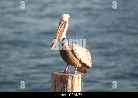 Brauner Pelikan, Pelecanus Occidentalis, stehende Pole von Pier One, St. Petersburg, Golf von Mexiko, Florida, North America, USA Stockfoto