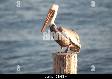 Brauner Pelikan, Pelecanus Occidentalis, stehende Pole von Pier One, St. Petersburg, Golf von Mexiko, Florida, North America, USA Stockfoto