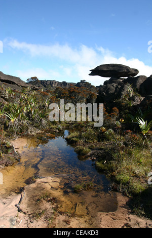 Die seltsame Landschaft nahe dem Gipfel (El Carro) des Mount Roraima (Tepui) in Venezuela Stockfoto