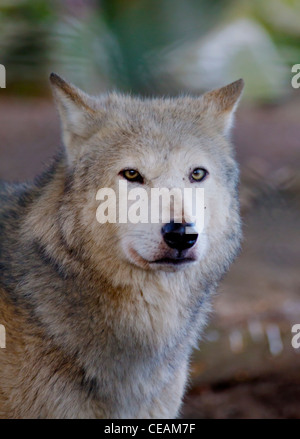 Grauer Wolf (Canis Lupus) Porträt (Captive) Stockfoto