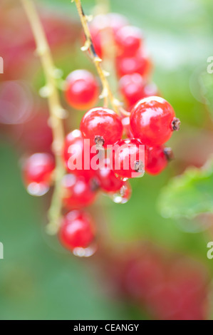 Enge Up von roten Johannisbeeren (Ribes Rubrum) wächst im Garten Stockfoto