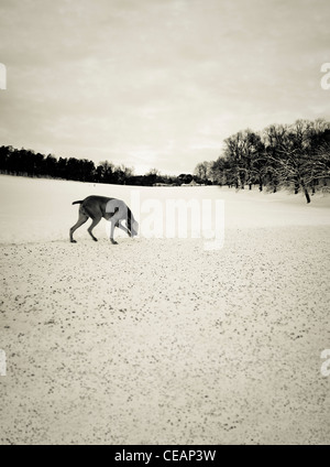 Hund spazieren im Park, Schweden Stockfoto