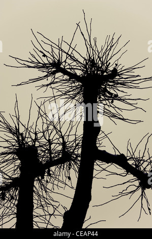 Silhouette der Bäume Stockfoto