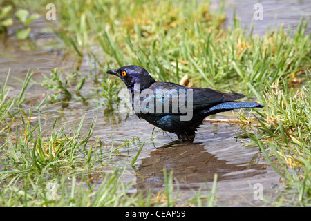 Cape glänzend Starling Baden in Namibia Stockfoto