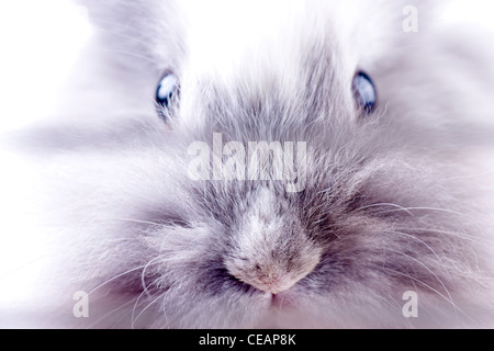 Weiße Angora Kaninchen Stockfoto