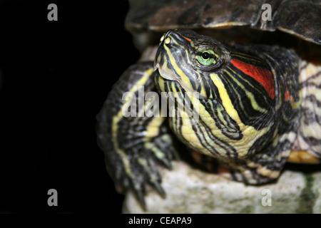 Rot-eared Slider ist Scripta elegans Stockfoto