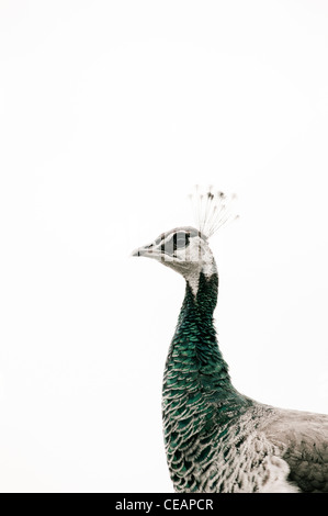 Pfau Stockfoto