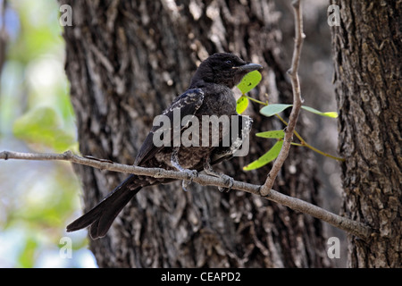Gabel-tailed Drongo juvenile in Namibia Stockfoto