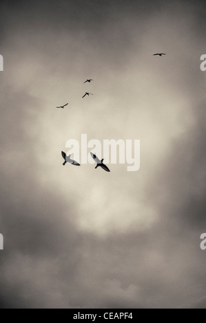 Vögel und Gewitterwolken Stockfoto