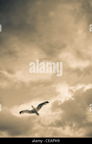 Sea Gull und Himmel Stockfoto