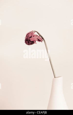 Verwelkte Blumen in einer vase Stockfoto