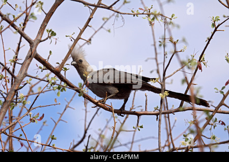 Grey gehen weg Vogel in Namibia Stockfoto