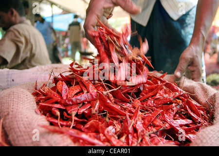 Ein Mann legt seine Hand durch eine Plünderung getrocknete rote Chili, Markt Hikkaduwa, Sri Lanka. Stockfoto
