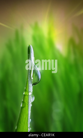 Wassertropfen auf grün auf einem Grashalm. Vordergrund im Fokus Stockfoto