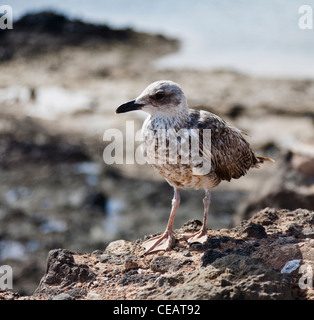 Eine Möwe auf der Insel Lobos und Fuerteventura Stockfoto