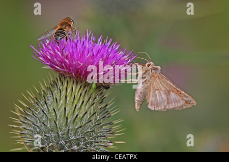 Silver Y Moth (Autographa Gamma) und Honigbiene (Apis Mellifera) auf Kratzdistel (Cirsium Vulgare) Stockfoto