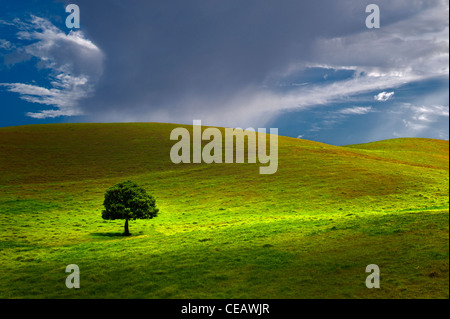 Einsamer Baum auf der Weide. Hawaii, Big Island. Stockfoto