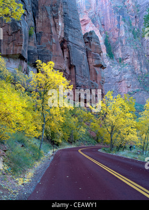 Straße mit Herbstfarben. Zion Nationalpark, Utah. Stockfoto