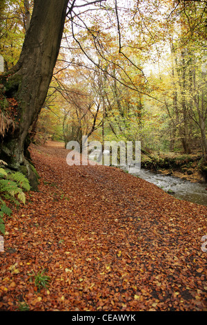 Ein Teppich aus Herbst Blätter in Valleyfield Wäldern, Fife Schottland. Stockfoto