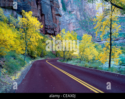 Straße mit Herbstfarben. Zion Nationalpark, Utah. Stockfoto