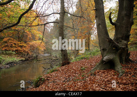 Ein Teppich aus Herbst Blätter in Valleyfield Wäldern, Fife Schottland. Stockfoto
