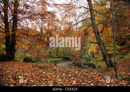 Ein Teppich aus Herbst Blätter in Valleyfield Wäldern, Fife Schottland. Stockfoto