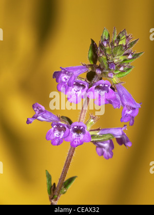 Wildes Basilikum, Satureja Vulgaris, vertikale Porträt von lila Blüten mit schön konzentrieren Hintergrund. Stockfoto