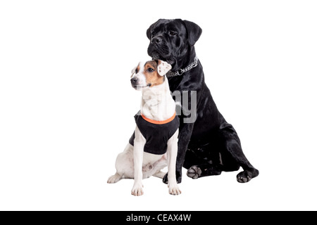 Jack Russel Terrier und Cane Corso reinrassigen Hunden isoliert auf weiss Stockfoto