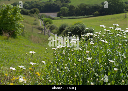 Bilder-Europa Stockfoto