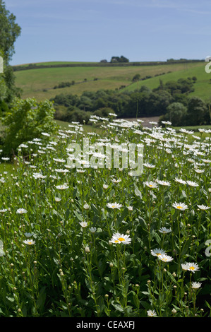 Bilder-Europa Stockfoto