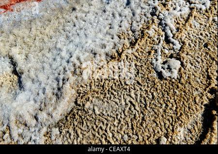 Multi - farbigen Rand eine Salzpfanne in der Nähe von Walvis Bay, Namibia Stockfoto