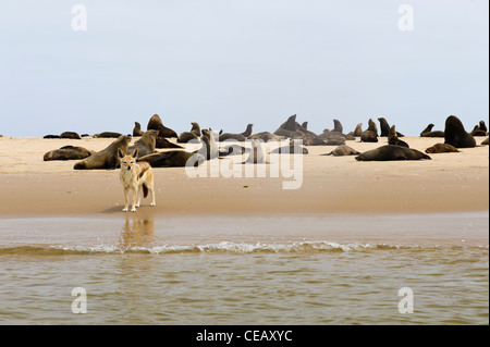 Ein Black-backed Schakal Aufräumvorgang zwischen eine Kolonie von Robben am Strand von Pelican Point. Walvis Bay, Namibia. Stockfoto