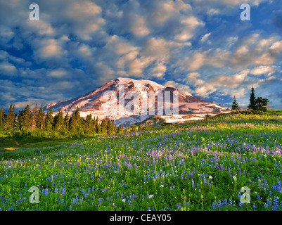 Wildblumen und Mt. Rainie. Mt. Rainier-Nationalpark, Washington Sky hat Beenm hinzugefügt Stockfoto