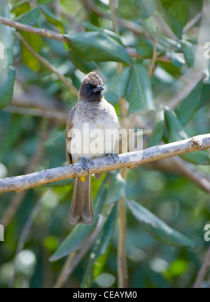 Gemeinsamen Bulbul Pycnonotus Barbatus, sitzt auf einem Ast. Masai Mara, Kenia Stockfoto