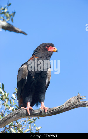 Bateleur Adler, Terathopius Ecaudatus, thront auf einem Baum. Masai Mara, Kenia. Stockfoto