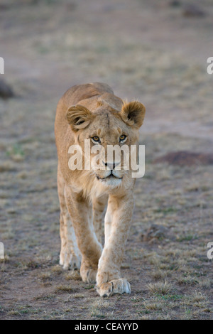 Männliche African Lion, Panthera Leo, zu Fuß in Richtung. Masai Mara, Kenia, Frühling. Stockfoto