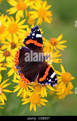 Red Admiral (Vanessa Cardui) Schmetterling auf gemeinsame Kreuzkraut (Senecio Jacobaea) Wilde Blume Stockfoto